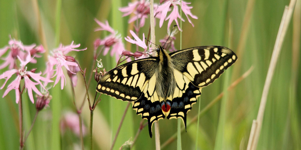 Discover where to find magnificent Swallowtails
