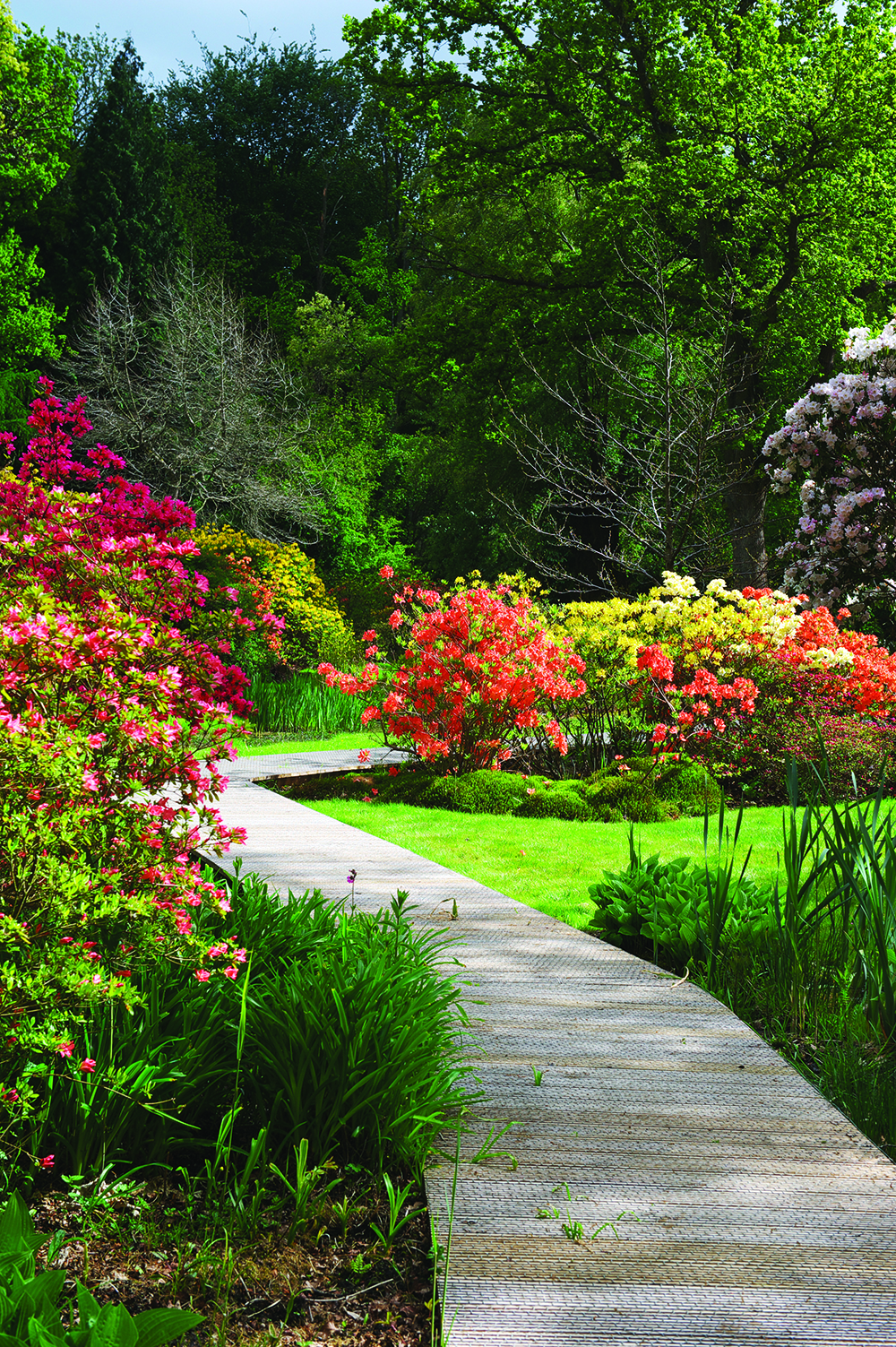 Colourful flowers in the How Hill trust gardens