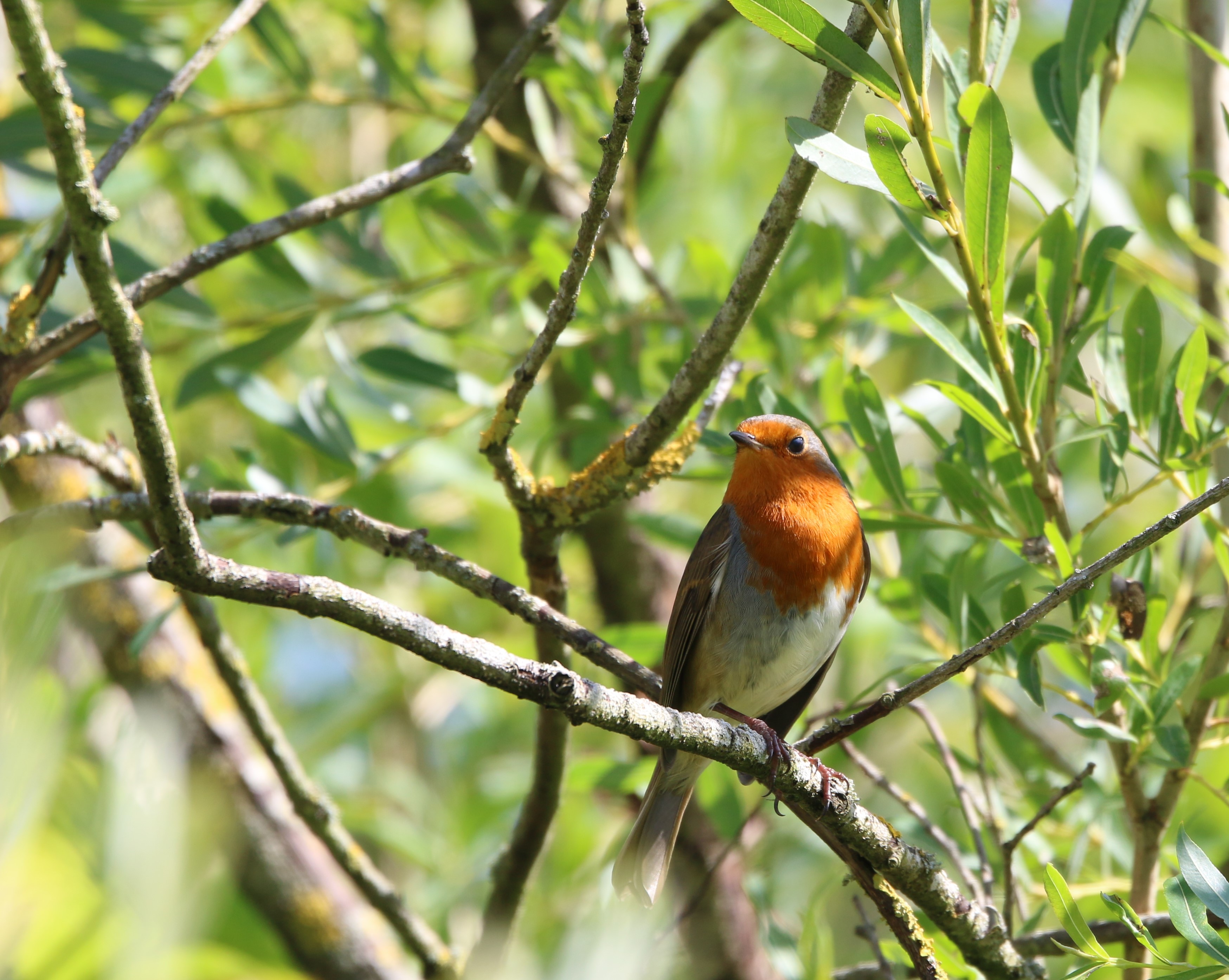 Robin at Surlingham Church Marshes by Lorraine Taylor