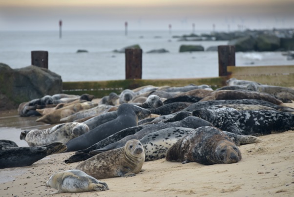 Seals by the sea at Horsey beach