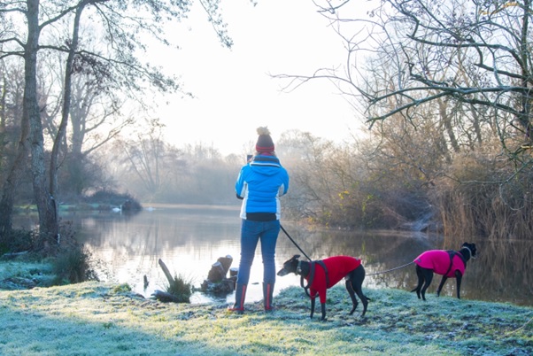 A woman with two small dogs on a winter walk by the river on a frosty day.