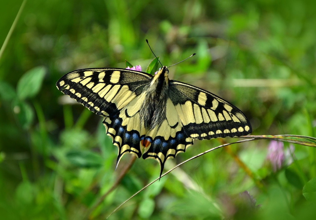 Swallowtail butterfly (large yellow black and blue butterfly) resting on green foliage in the background